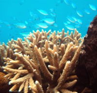 Normanby Reef - Cruises Travel