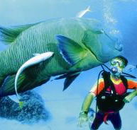 Turtle Bay Dive Site - Cruises Travel