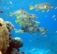 Coral Gardens Dive Site Flynn Reef - Cruises Travel