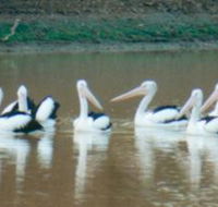 Pelican Point - Travel Search