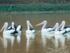 Pelican Point - Tourism Guide 0