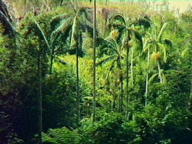 Selene QLD Tourism Guide