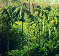Fern Tree Pool and Giant's Chair Circuit - Tourism Guide