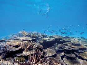 Australian Institute Of Marine Science - Tourism Guide 0