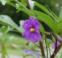 Alpha Native Flower Garden - Tourism Guide