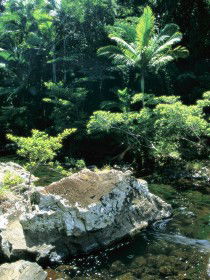 Conway State Forest - Tourism Guide 0