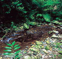 Wompoo Walk - Tourism Guide