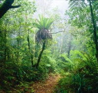Lamington National Park Green Mountains Section - Tourism Guide