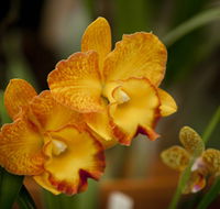 Queens Park - Orchid House - Tourism Guide