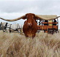 Texas Longhorn Wagon Tours and Safaris - Travel Search