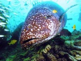 Lady Musgrave Island Dive Sites - Tourism Guide 0