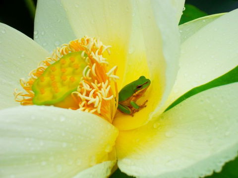Brisbane Botanic Gardens Mount Coot-tha - Travel Search 7