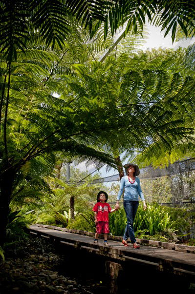 Brisbane Botanic Gardens Mount Coot-tha - Travel Search 8