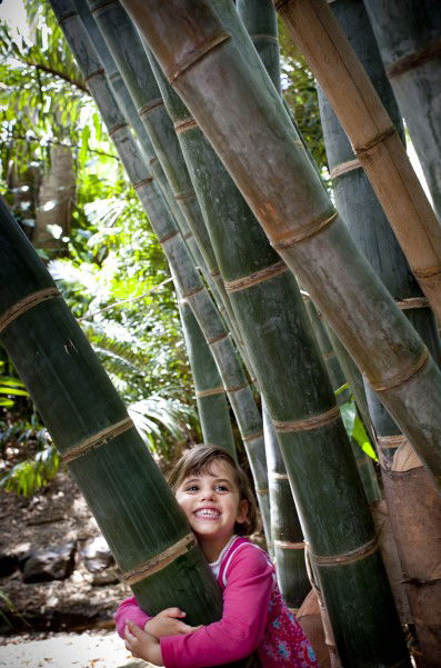 Brisbane Botanic Gardens Mount Coot-tha - Travel Search 9