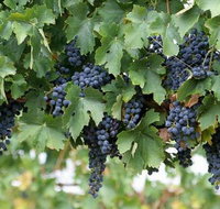 South Burnett Wine Trail - Tourism Guide