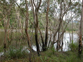 Mount Rooper Circuit And Swamp Bay Track - Tourism Guide 0