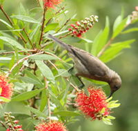 Birdwatching in Dysart - Tourism Guide