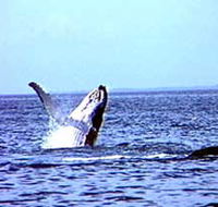 Whale Watching - Cruises Travel