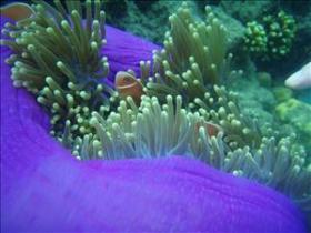 The Lady Bowen Dive Site - Cruises Travel 0