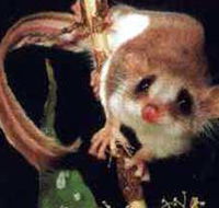 Carrowong Fauna Sanctuary - Tourism Guide
