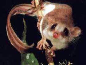 Carrowong Fauna Sanctuary - Cruises Travel 0