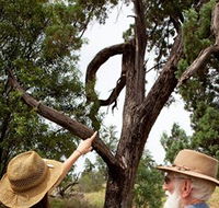 Charleville - Outback Native Timber Walk - Tourism Guide