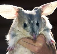 Charleville - Bilby Experience - Tourism Guide