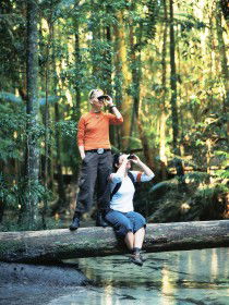 Birdwatching On The Fraser Coast - Tourism Guide 0