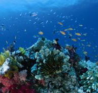 Cherubs Cave Dive Site - Tourism Guide
