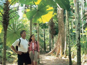Licuala State Forest - Tourism Guide 0