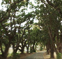 Mango Avenue - Cruises Travel