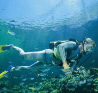 Manta Ray Bommie Dive Site - Tourism Guide