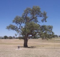 Historic Coolabah Tree - Tourism Guide