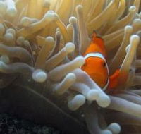 Flat Rock Dive Site - Tourism Guide