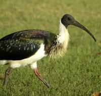 Toowoomba Bicentennial Waterbird Habitat - Tourism Guide