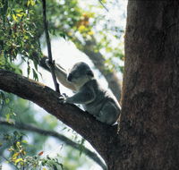 Daisy Hill Conservation Park - Tourism Guide