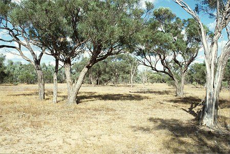 Forest Den National Park - Cruises Travel 0