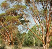 Myall Park Botanic Garden - Tourism Guide