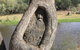 Burke And Wills Dig Tree - thumb 3