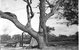 Burke And Wills Dig Tree - thumb 5