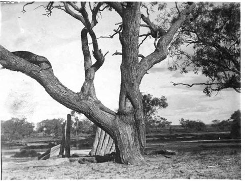 Burke And Wills Dig Tree - Tourism Guide 5