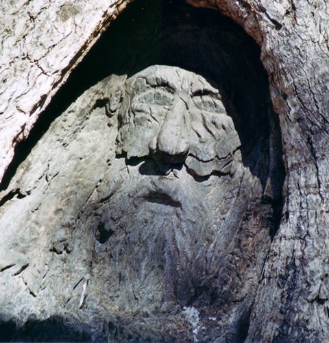 Burke And Wills Dig Tree - Tourism Guide 7