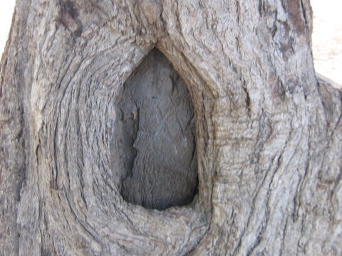 Burke And Wills Dig Tree - Tourism Guide 10