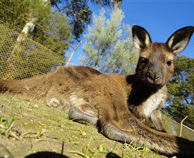 Springbank VIC Tourism Guide