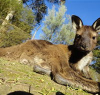 Ballarat Wildlife Park - Tourism Guide