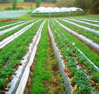 Kookaberry Strawberry Farm - Tourism Guide