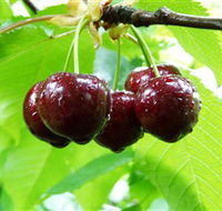 Red Hill Cherry Farm - Tourism Guide