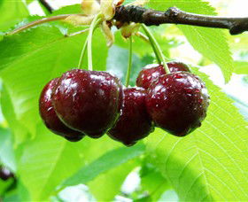 Red Hill Cherry Farm - Tourism Guide 0