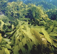 Barwon Bluff Marine Sanctuary - Travel Agents