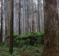 Kinglake National Park - Tourism Guide
